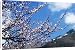 Canvas Prints of Jvg-1382 Wild Apricot - Blossom from Ardea Wildlife Pets