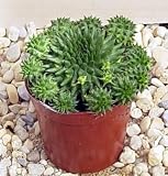 Hens & Chicks African Milk Bush Cactus - Euphorbia