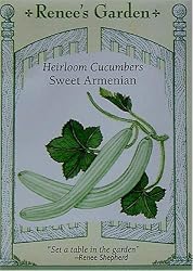 Sweet Armenian Cucumber Heirloom Seeds 40 Seeds