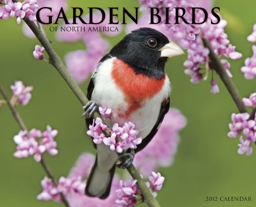 Garden Birds of North 2012 Calendar