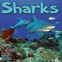 2009 Sharks Wall Calendar