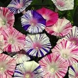 9GreenBox - Ipomoea Carnevale di Venezia morning glory 15 seeds