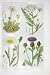 1919 Flowers Daisy Milfoil Ox-Eye Knapweed Plants