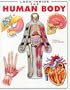 Look Inside: The Human Body