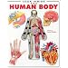 Look Inside: The Human Body