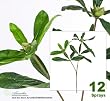 Twelve 27" Rhododendron Artificial Sprays Bendable Stems