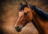 Kunst Poster The horse portrait in der Größe (BxH): 100 x 70 cm von AD DESIGN