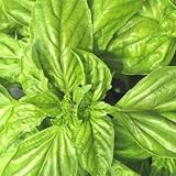 Ocimum basilicum - Basilikum  Mammut  - Riesen-Basilikum - 50 Samen