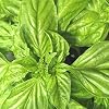 Ocimum basilicum - Basilikum "Mammut" - Riesen-Basilikum - 50 Samen