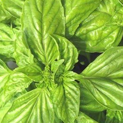 Ocimum basilicum - Basilikum