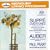 Supp�: Overtures; Auber: The Bronze Horse [Hybrid SACD]