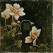 Midsummer Night Bloom I - Art Print Poster 16 x 16