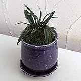 [縁起物・新居祝いやギフトに！]万年青 （おもと）：陶器鉢植え（皿付）／ステララウンド紫S