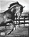 The Dressage Horse Manifesto: Training Secrets, Insight, and Revelations from 10 Dressage Horses