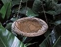Whitehall Products Dragonfly Hanging Birdbath in Rust