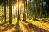 Produkt-Bild: Poster Forest Sunbeams II - Gr&ouml;&szlig;e 61 x 91,5 cm - Maxiposter