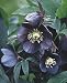 Helleborus x hyb. 'Metallic Blue Lady' - Hellebore