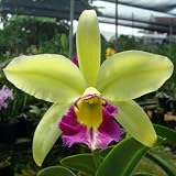 SC45 Orchid Plant Blc Green Wich 'Elmhurst' AM/AOS