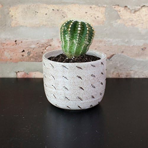 Dot Patterned Gray Ceramic Planter by Barombi Studios