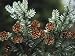 Close-Up of Flowers on a Hemlock Tree (Tsuga Diversifolia) Photographic Poster Print by C. Sappa, 18x24