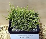 Amazon / Hirts: Trees & Shrubs: White Pygmy Sawara Cypress True Bonsai - Chamaecyparis