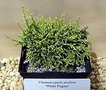 White Pygmy Sawara Cypress Chamaecyparis Bonsai