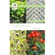 Euphorbias (Wisley Handbooks)