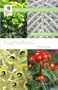 Euphorbias (Rhs Wisley Handbooks)