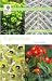 Euphorbias (Wisley Handbooks)