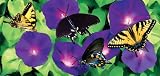 40 Fabric Outdoor Brilliance Morning Glory Flower Windsock