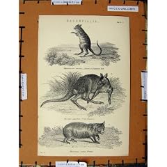 Antike K�nguru-Ratten-Wombat-Tiere des Druck-C1800-1870