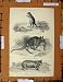 Antique Print C1800-1870 Kangaroo Rat Wombat Animals