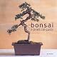 The Essential Bonsai