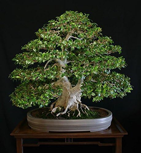 10 Seeds Ficus Nuda Bonsai Tree
