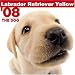 Labrador Retriever Yellow 2008 Square Wall Calendar