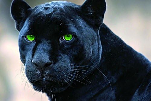 Canvas Art Print Poster-Black Panther 16x24 inches unframed