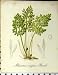 Allosurus Crispus Bernh Alpine Plant Seboth 1879 Print