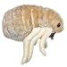 Giant Microbes - Flea (Ctenocephalides felis) Educational Plush Toy