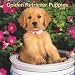 Golden Retriever Puppies 2009 Calendar