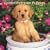 Golden Retriever Puppies 2009 Square Wall Calendar (Multilingual Edition)