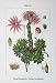 Flowers Sturms 1902 Sedum Montanum Tectorum Echter