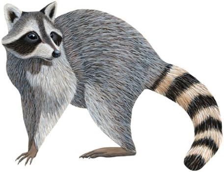 Wild Life Animals Wall Sticker Mural Racoon