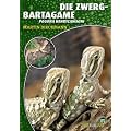 Die Zwergbartagame