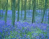 A4 10x8 Gloss Glossy Art Photo Print39 Trees Forest Woods.JPG