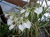 Brassavola nodosa, Lady of the Night orchid, mounted