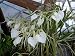 Brassavola nodosa, Lady of the Night orchid, mounted