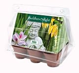 Gewächshäuschen 'Buddha's Delight'