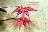 Cirrhopetalum ornatissimum 161