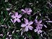 Purple Moss Phlox Photographic Poster Print, 24x18