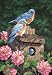Color or Paint By Number, Garden With 3 Bluebirds